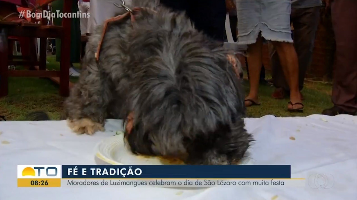 Cachorros são os principais convidados de festa tradicional em Luzimangues  – PALMEIRAS FM