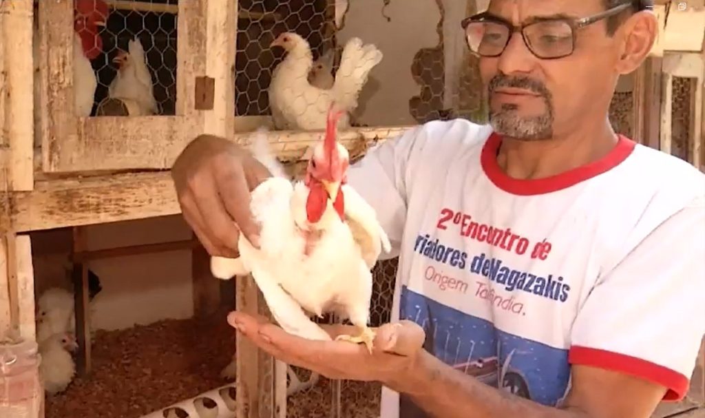 Pequenas, dóceis e delicadas: galinhas ornamentais viram paixão de casal no Tocantins