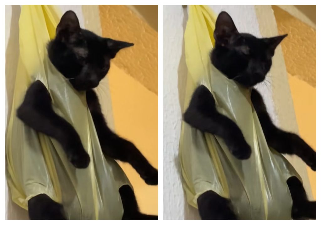 Vídeo de gato pendurado em sacola como ‘castigo’ viraliza nas redes; VEJA