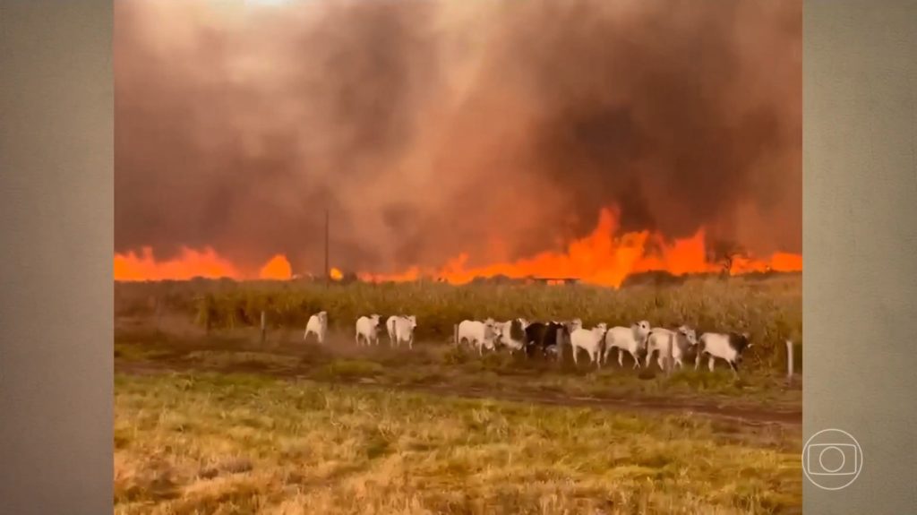 VÍDEO: gado foge de incêndio que atinge fazendas; fogo avança por áreas rurais de três estados